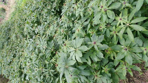 一亩地重楼育苗，种子用量大揭秘！