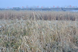 芦苇种植的气候与土壤条件