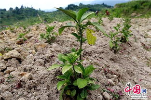 马蹄莲种植时如何进行科学管理与养护