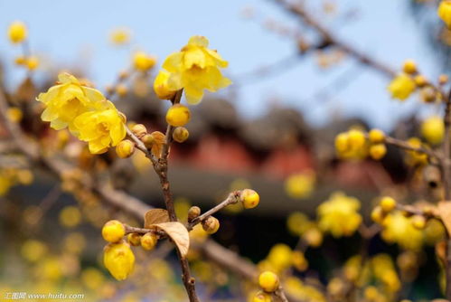 腊梅花不开花怎么办？试试调整光照和浇水频率