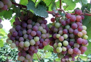 青葡萄清新可口，紫葡萄浓郁多汁