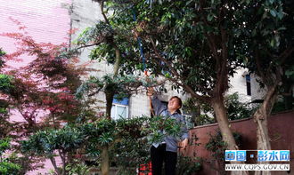 绿化带，视觉的盛宴