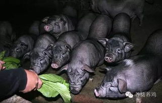 融水黑香猪养殖前景如何？适合哪些养殖条件？