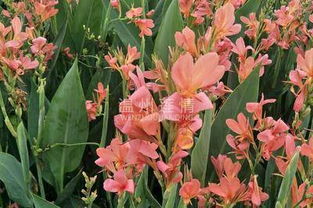 美人蕉的药用价值