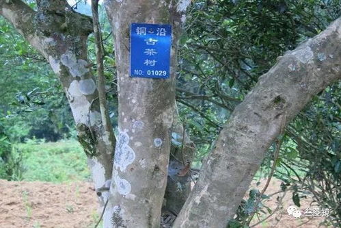 耒阳特产揭秘：茶油树，自然馈赠的绿色宝藏
