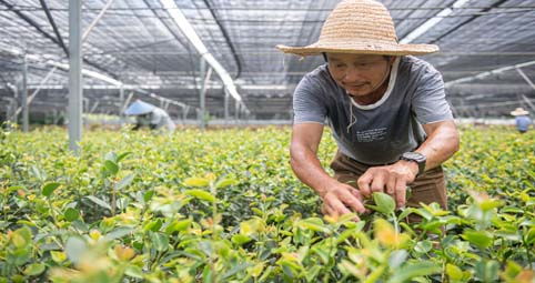 2015年油茶果收购行情：每亩产量揭秘！