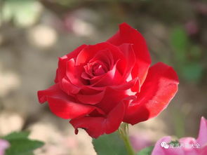 月季花的起源与传播