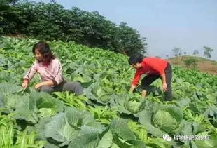 芒种前后蔬菜种植好时节