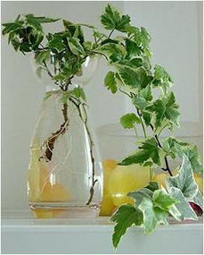 水培：简单， 但有点娇气