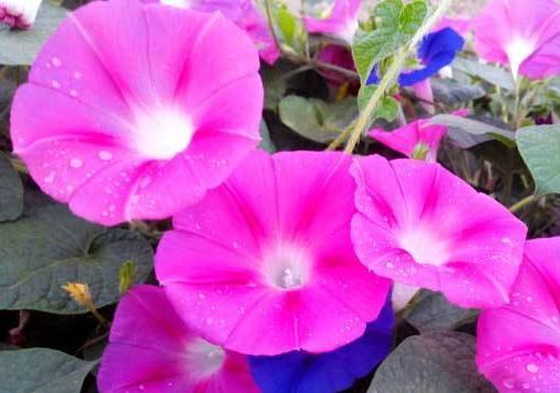 牵牛花5月开？花期超长从5月到秋季