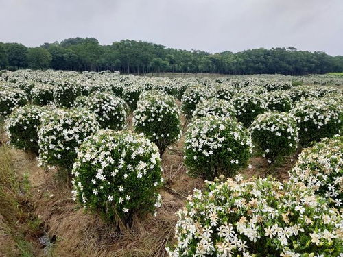栀子花一般在几月份开花，观赏栀子花的花期是多久呢