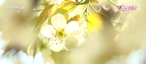 大片花开放， 美不胜收