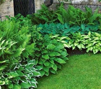 蕨类植物，室内装饰的佳品