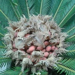 揭秘铁树花的独特魅力：形态美、珍稀之处一览无余！