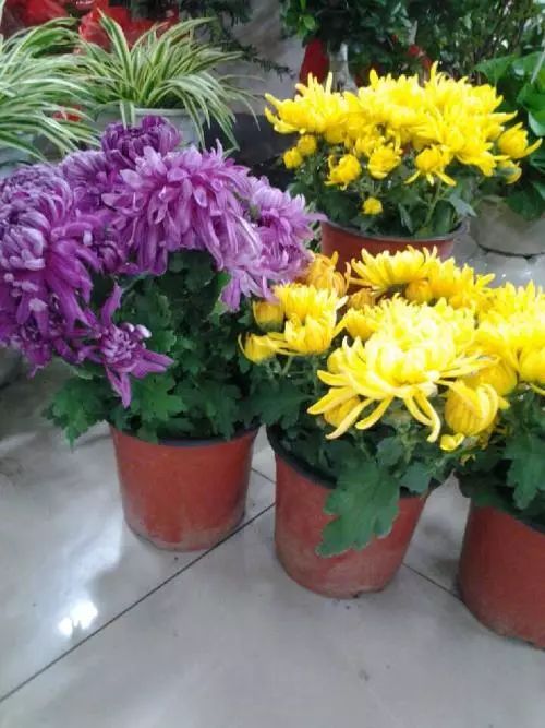 室内养菊不开花？环境因素影响大吗