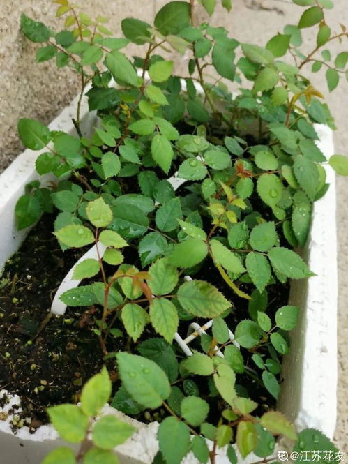 月季茎蜂的烦恼：夏季的常见虫害