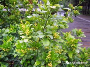 藤三七花精油：效果如何？