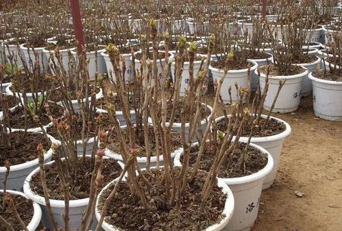 牡丹花后修剪：保留主枝