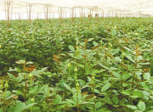 种植间距，讲究科学