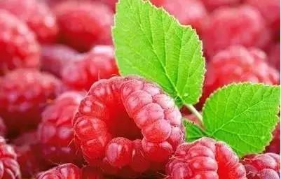 覆盆子：甜中带酸， 肾的守护者