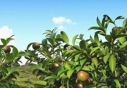 油茶树榨油剩下的茶麸，用途多到你意想不到！