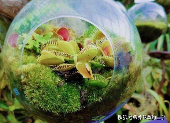 花卉肥料如何科学稀释？效果会更好吗