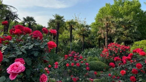 三大区块， 八大花园，月季花的世界