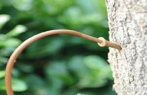 选择正确的苗木