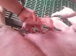 弱仔形成原因有哪些？如何有效防治