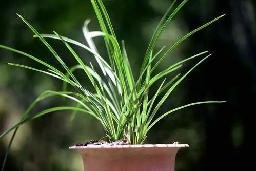 兰花用多菌灵泡多久？