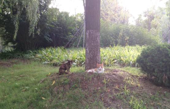 强力推荐：细叶结缕草， 香樟树下三个月成厚地毯