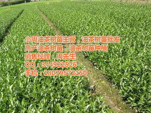高产油茶树苗品种大全，哪种最适合种植