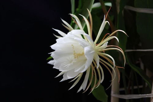 昙花花蕾初现，如何科学养护