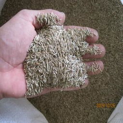 耐寒牧草的秘密武器