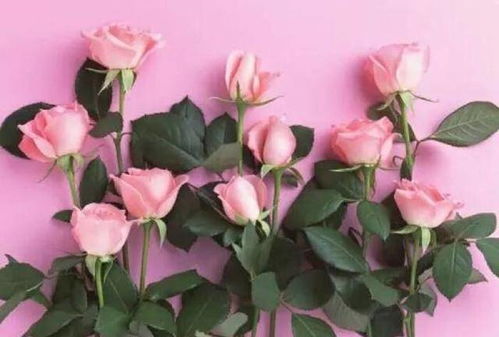 月季与玫瑰，哪个梗得月老青睐嗯？