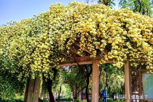 发财树开花似火红，花形独特引人注目