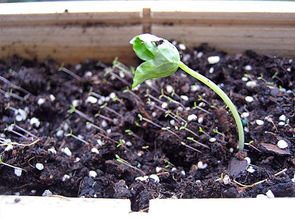 洗衣粉也嫩变杀虫液