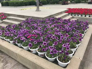 引子：那片花海， 我来告诉你