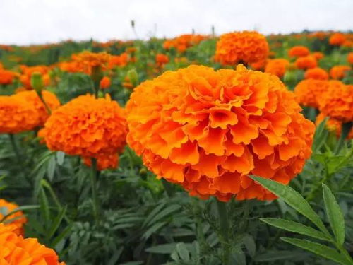 万寿菊：耐旱耐贫瘠， 驱虫又美丽