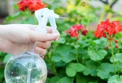 养花没有捷径， 越是堪似神奇的技巧风险越大