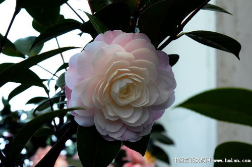 香茶花与普通茶花的区别