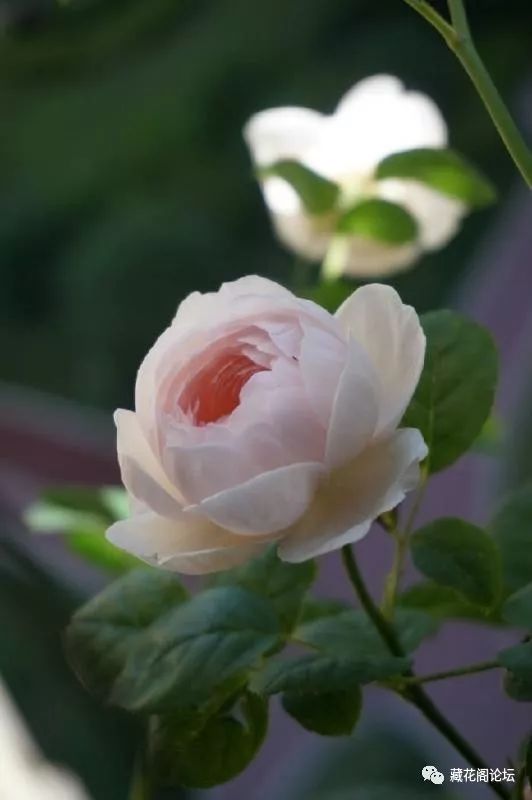 种植月季， 技巧多多的