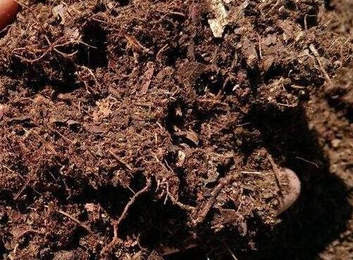 种子要怎么养才能养大？土壤、水分、阳光
