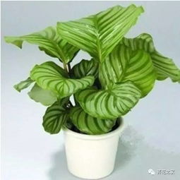 新买的青苹果竹芋叶子下垂，是浇水过多还是太少
