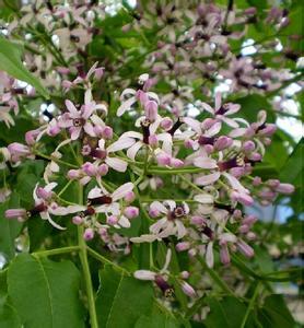 楝树的繁殖，各有各的招