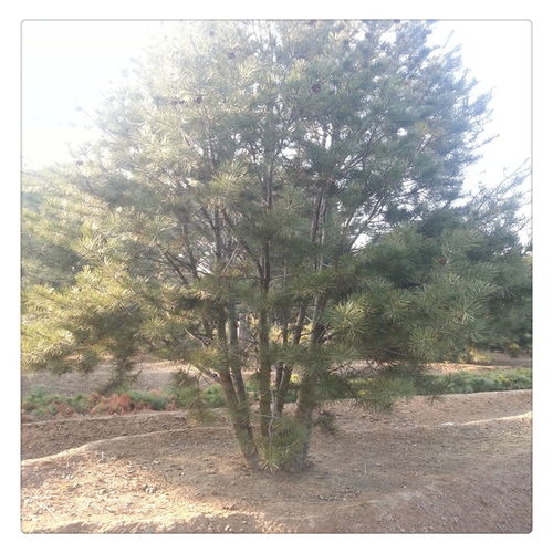 白皮松塑料袋容器育苗， 选材有讲究