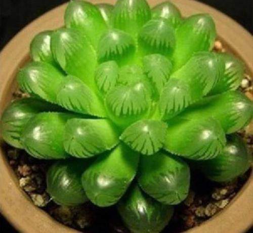 玉露干了怎么办？快速补救有妙招吗