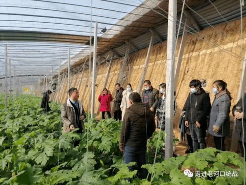 乡贤助力，共谋振兴路