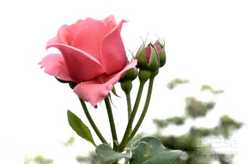 月季苗选购技巧大揭秘