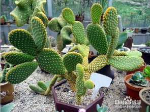 仙人掌家族：观赏与实用并存